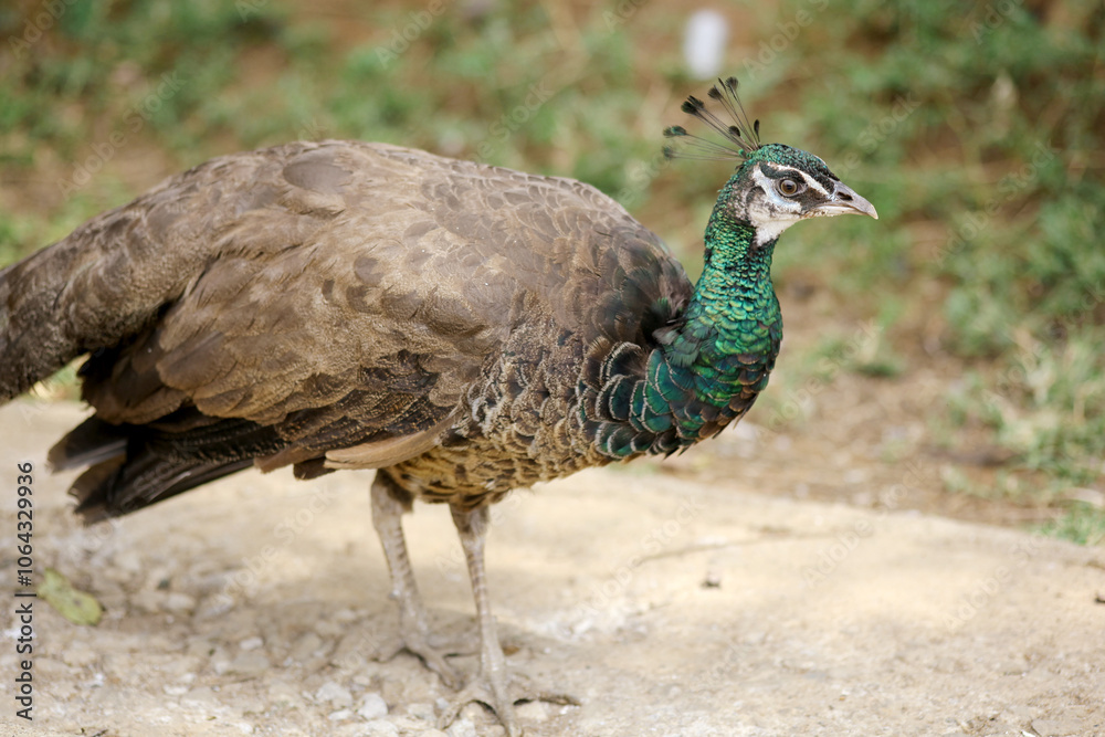Close Up of Peahen With Colorful Head Walking on The Ground at Zoo Close Up of Peahen With Colorful Head Walking on The Ground at Zoo