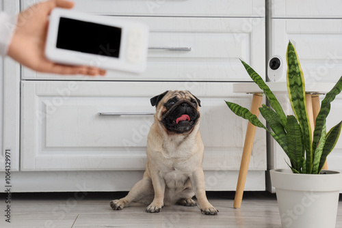 Cute pug dog under video su...