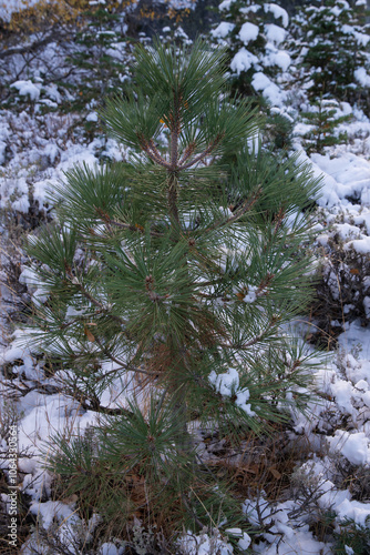 Small Jeffrey Pine tree covered in snow. photo