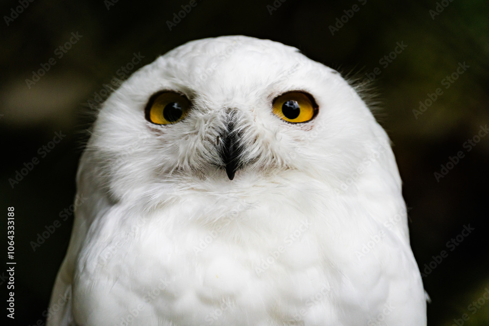 フクロウ OWL フクロウ OWL
