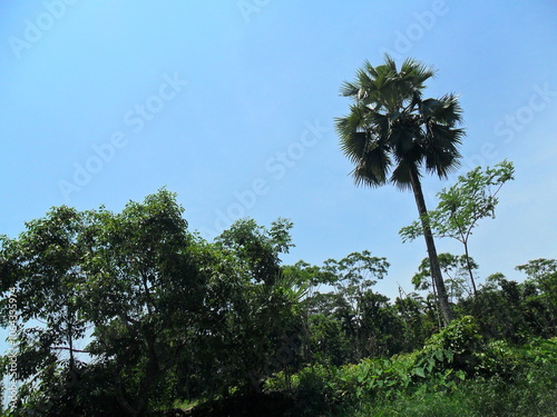 Palm tree near river bank photo