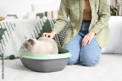 Cute British Shorthair cat ...