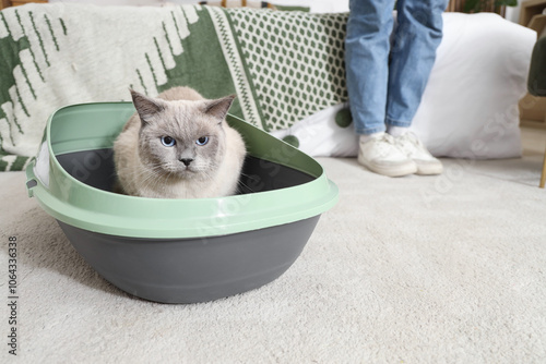 Cute British Shorthair cat ...