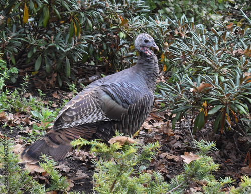 Wild Turkey at a city park  