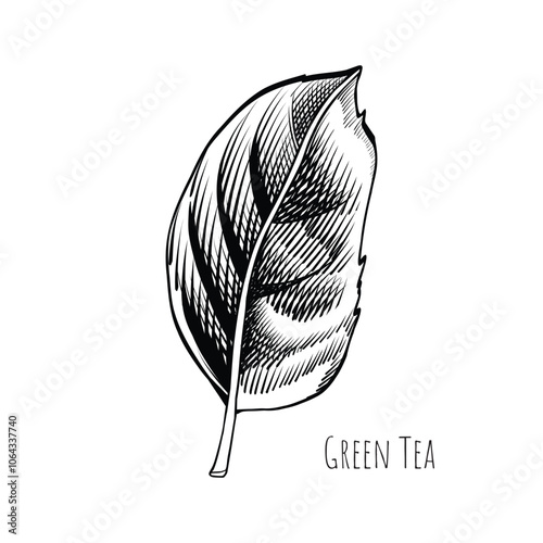 Green tea leaf engraving style drawing. Hand drawn sketch vector illustration. Chinese Green tea, organic drink. Black leaf on white background.