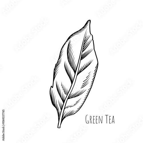 Green tea leaf engraving style drawing. Hand drawn sketch vector illustration. Chinese Green tea, organic drink. Black leaf on white background.