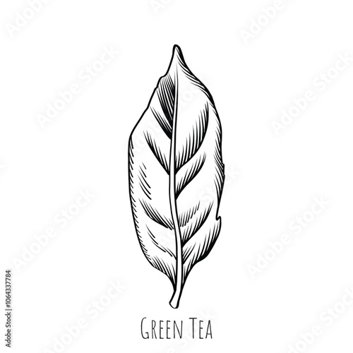 Green tea leaf engraving style drawing. Hand drawn sketch vector illustration. Chinese Green tea, organic drink. Black leaf on white background.