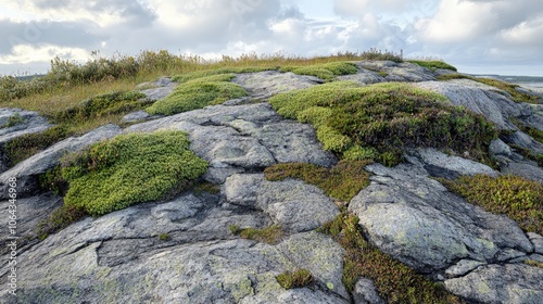 Rocky Outcrops with Green Moss and Small Plants