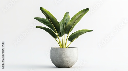 Decorative banana plant in concrete vase isolated on white background

 photo