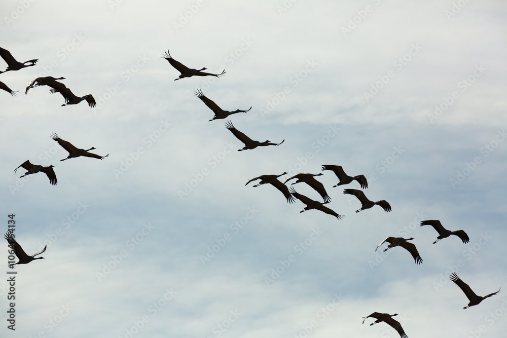 Fototapeta premium Flock of cranes flying against cloudy sky, spring migration