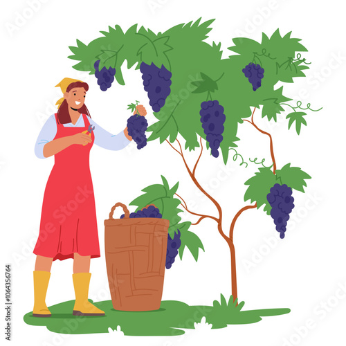 Woman Harvests Grapes In A Vineyard, Using Clippers To Cut Bunches From The Vine. Girl Wears A Red Apron And Boots