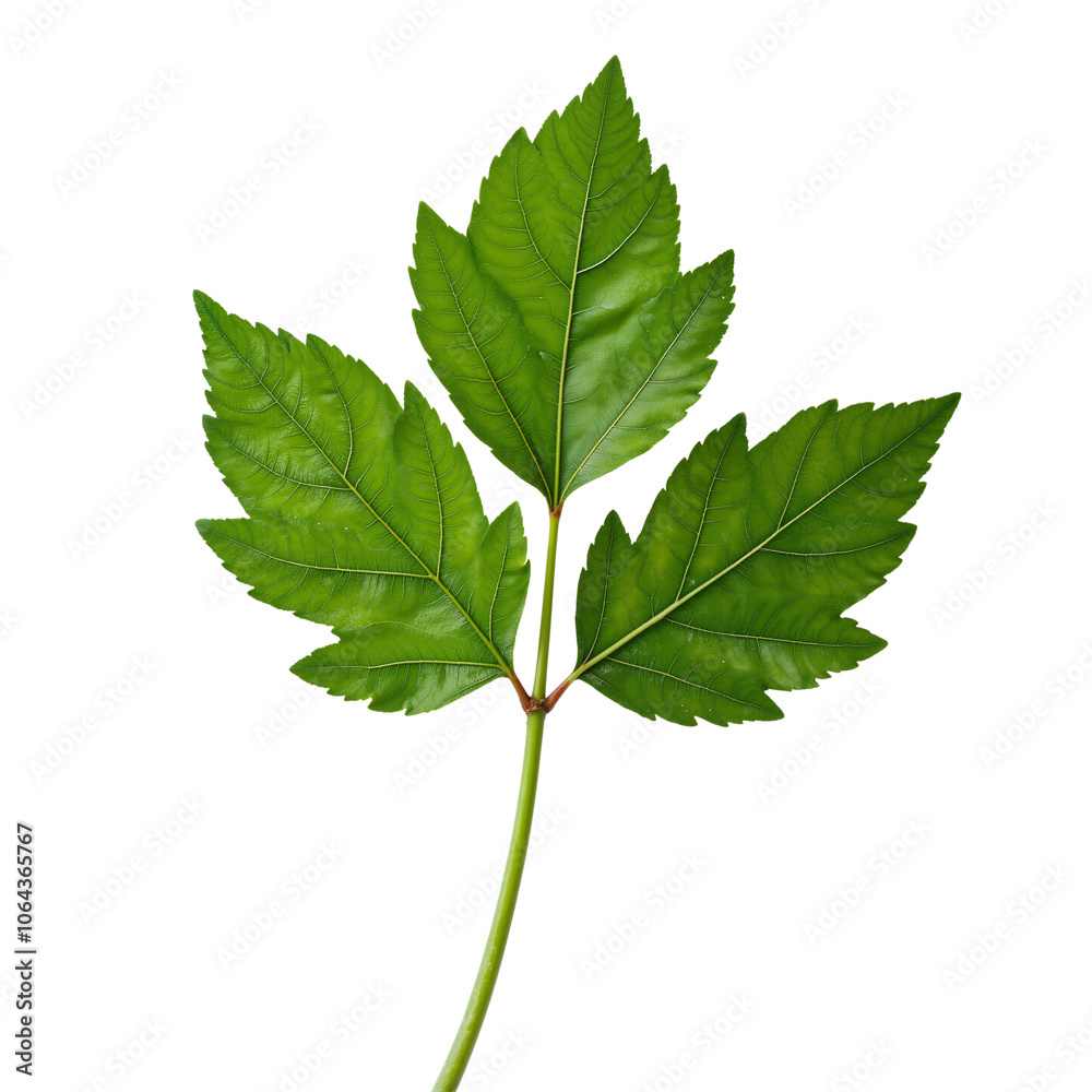 Fototapeta premium Green leaf with intricate details and vivid texture