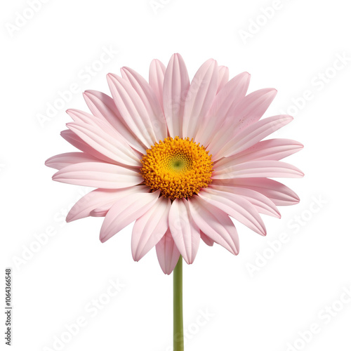 Pink daisy flower with yellow center on a green stem