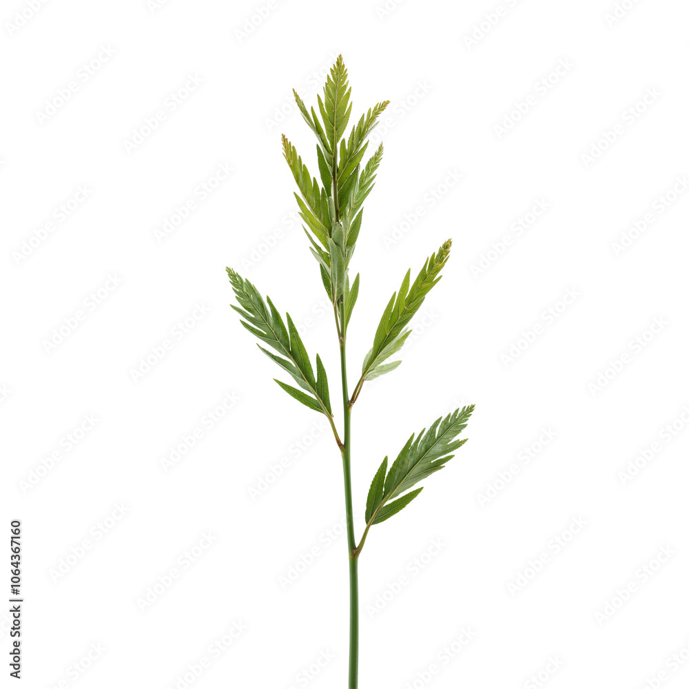 Obraz premium Single green stem with delicate leaves on a white background