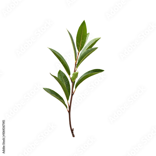 Single green branch with leaves on a white background