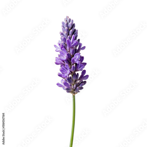 Single lavender flower on green stem against simple background