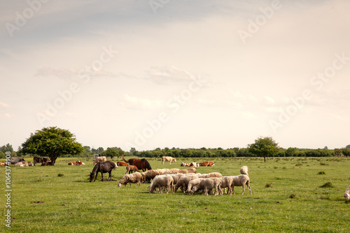 Selective blur on a flock and herd of white sheeps, with short wool, standing and eating in the grass land of a pasture in a Serbian farm in Zasavica. They're common farming animals, called ovis aries photo