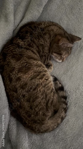 Vertical video of a Bengal cat sleeping on the bed.