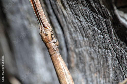 Arizona Walkingstick (Diapheromera arizonensis)
 photo