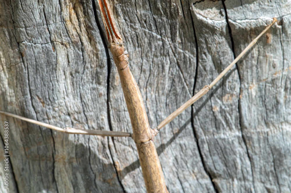 Arizona Walkingstick (Diapheromera arizonensis)
Arizona Walkingstick (Diapheromera arizonensis)