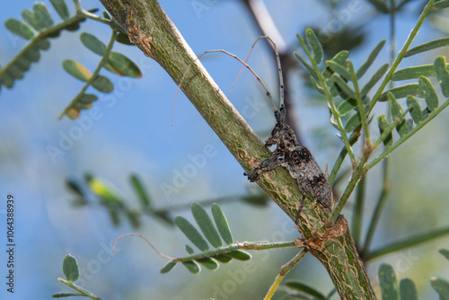 Картината върху платно Mesquite Girdler (Oncideres rhodosticta)