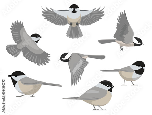 Chickadee Bird Black-capped Tit Winter Various Poses Cartoon Vector Character