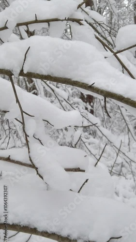 Panoramic vertical video of a white snow on branches and trees