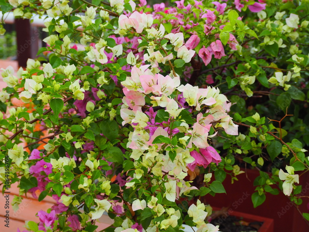White, Pink bougainvillea. Paper flower are blooming on stem. Background of Pinkish white flower and green leaf.The bracts are heart-shaped. Petals are paper-thin.Trunk has thorns. semi-climbing shrub White, Pink bougainvillea. Paper flower are blooming on stem. Background of Pinkish white flower and green leaf.The bracts are heart-shaped. Petals are paper-thin.Trunk has thorns. semi-climbing shrub