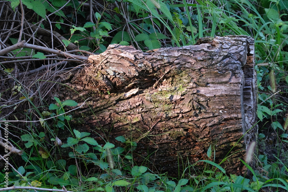 Obraz premium 切り倒された木にさす木漏れ日