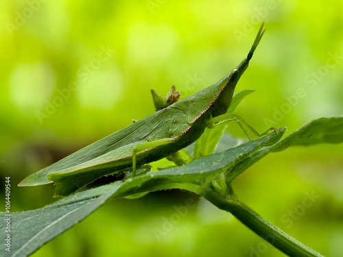 green grasshopper or Acrida cinerea perched on a leaf