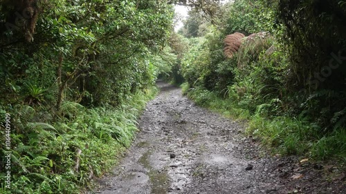 Caminando por un sendero fangoso bajo la lluvia en un bosque tropical húmedo de Costa Rica, rodeado de vegetación frondosa y helechos.