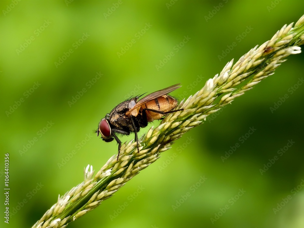 Fototapeta premium house fly on plant stem with blur background
