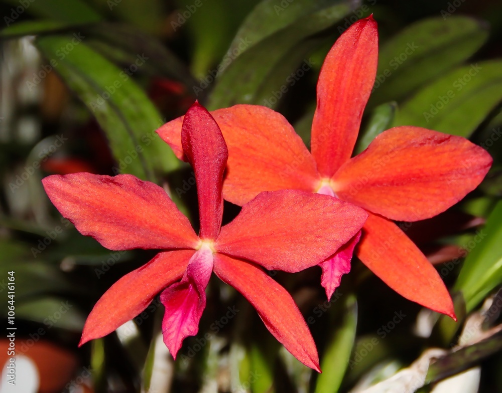 Bright Orange Red Orchid Hybrid Cattleya Gratrixiae in Bloom. Bright Orange Red Orchid Hybrid Cattleya Gratrixiae in Bloom.