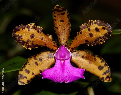 Beautiful Spotted Gold with Pink Lip Orchid Hybrid Cattleya Fascelis in Bloom. photo