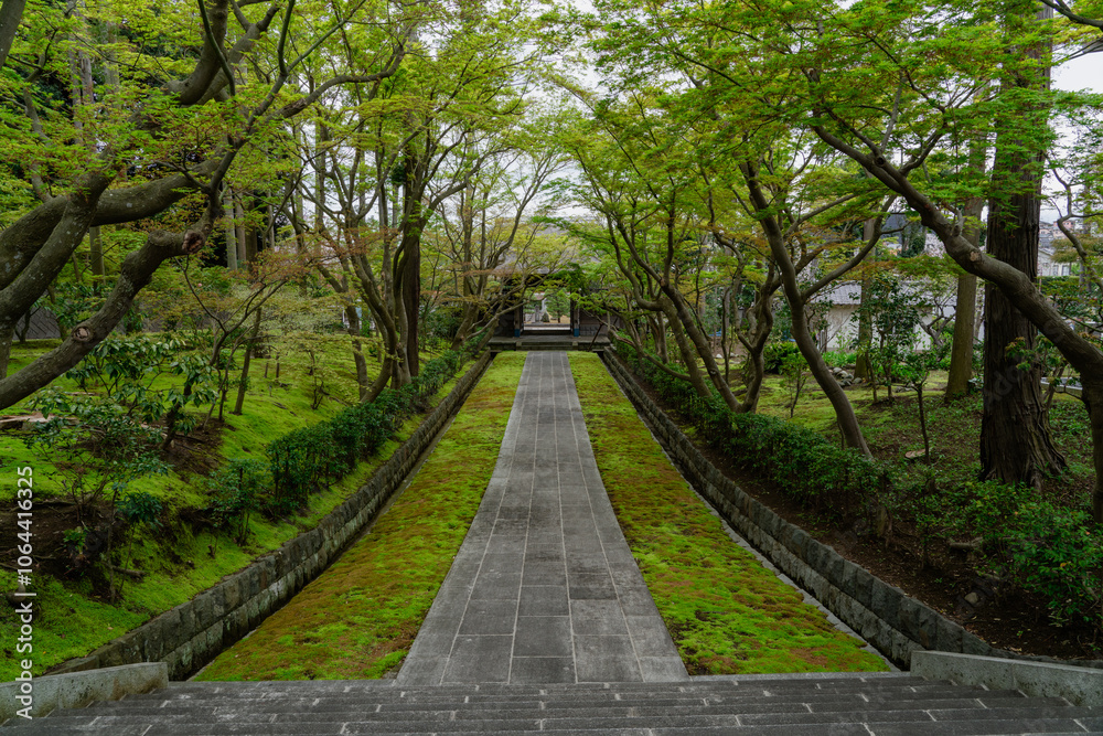 藤沢市 天嶽院の参道