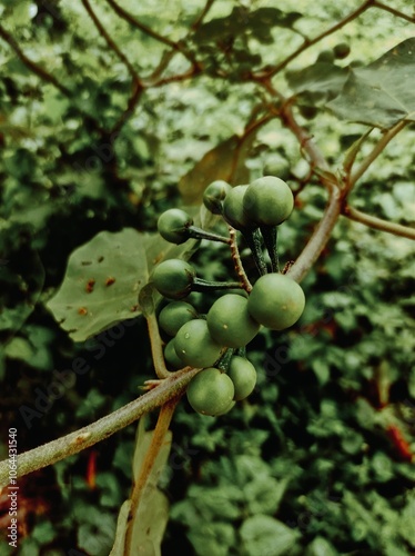 Background of leaves and flowers