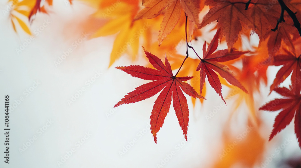 Vibrant autumn leaves hanging from branches against a soft background in a serene setting Vibrant autumn leaves hanging from branches against a soft background in a serene setting