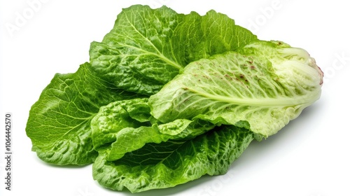 Fresh Romaine Lettuce on White Background