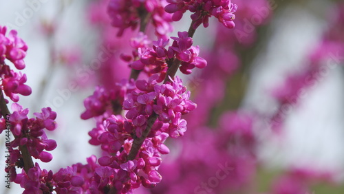 Pink Flowers Of Species Of The Genus Cercis Of The Legume Family Or Fabaceae. Close up. photo