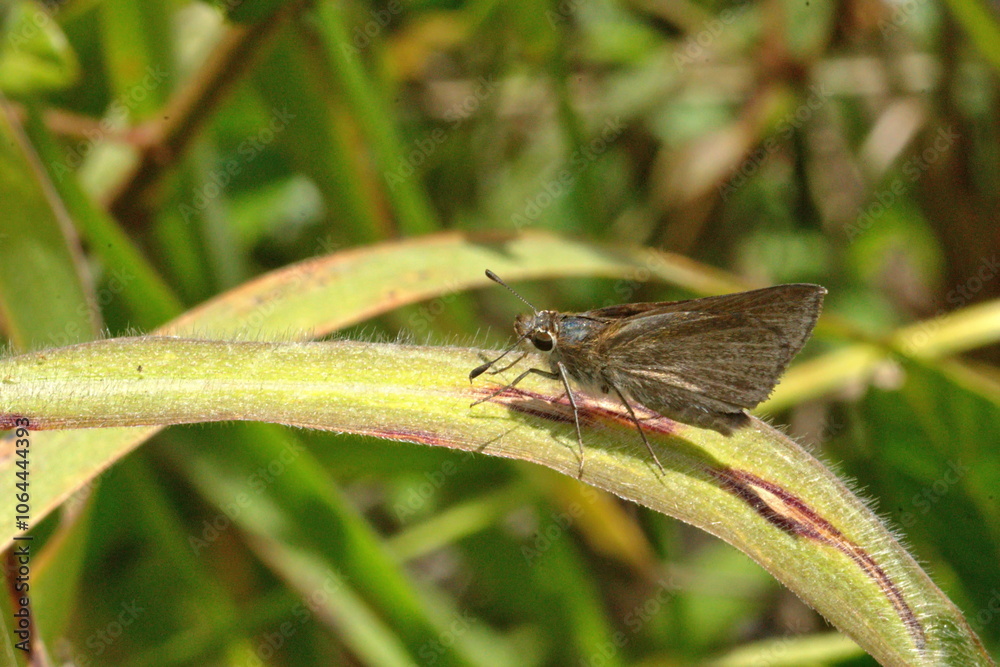 Brown skipper butterfly on a blade of grass in a field in Cotacachi, Ecuador Brown skipper butterfly on a blade of grass in a field in Cotacachi, Ecuador