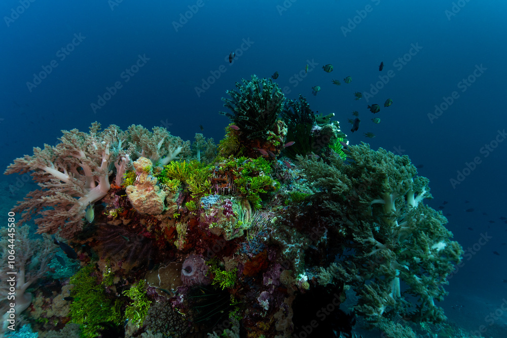 Naklejka premium Vibrant coral reef with small fish swimming around it