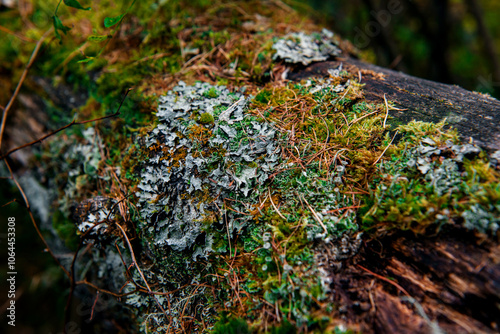 moss on a tree in the autumn forest