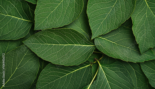 Close-up view of green leaves arranged on a textured surface.