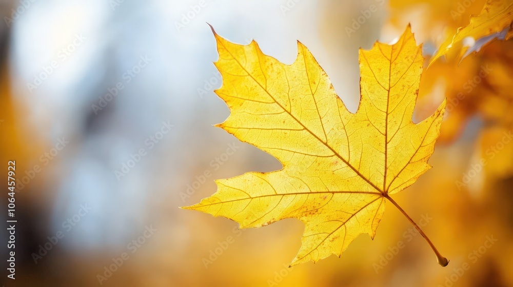 Close-up of a vibrant yellow maple leaf with visible veins against a blurred autumn background. Close-up of a vibrant yellow maple leaf with visible veins against a blurred autumn background.