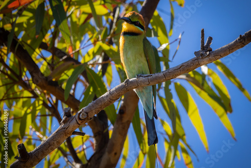 A Rainbow bee-eater perched on a branch