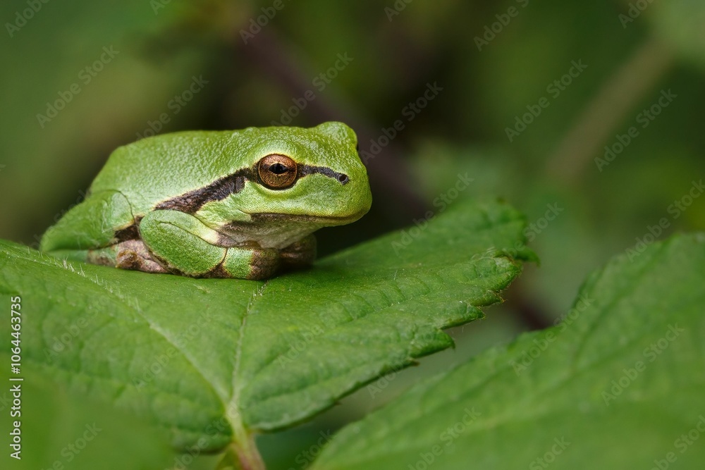 Green tree frog resting on a leaf. Green tree frog resting on a leaf.