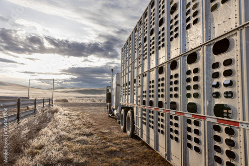Livestock carrier ready to load cows and calves to ship off the ranch to a new location