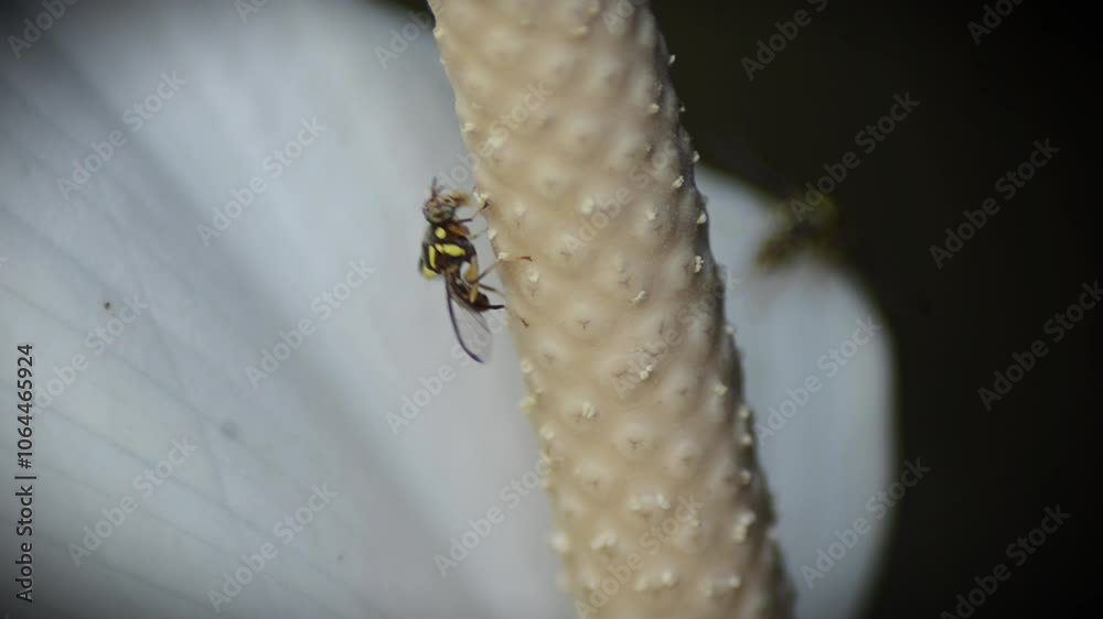 Small flower wasps are picking up white flower pollen Small flower wasps are picking up white flower pollen