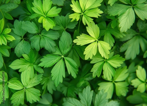 Close-up shot of lush green leaves with intricate details.