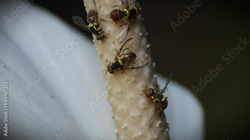 Small flower wasps are picking up white flower pollen